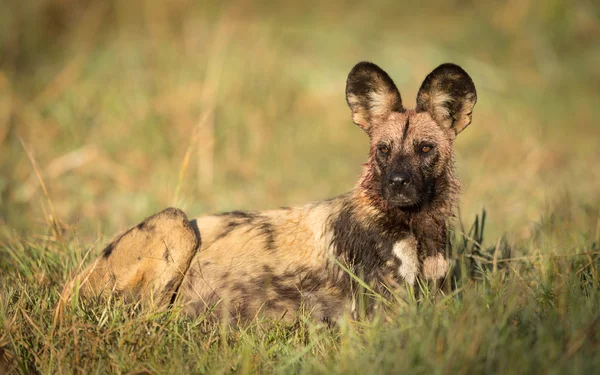 Afrikanischer Wildhund nach Fütterung khwai botswana — Stockfoto