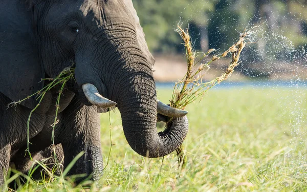 Elefante africano alimentando el río Chobe Botswana —  Fotos de Stock