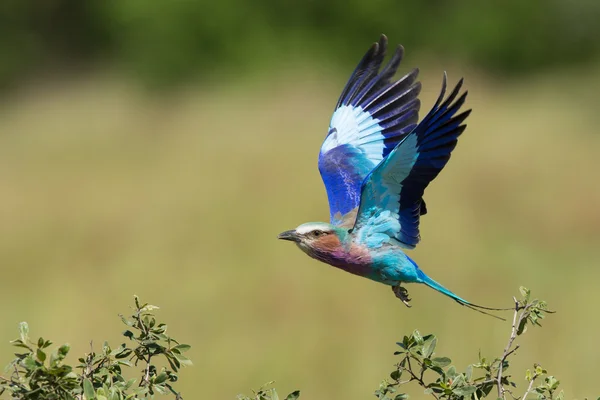 Lilac-breasted roller i flight Khwai Botswana — Stockfoto