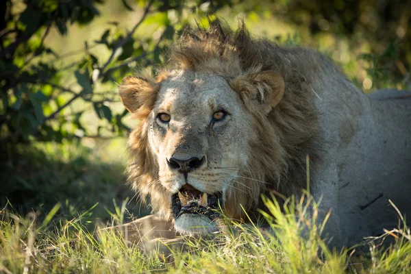 Mannelijke Afrikaanse leeuw Khwai Botswana — Stockfoto