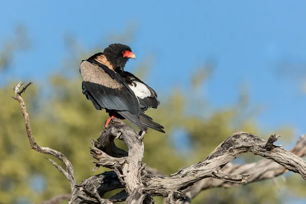 Hombre Bateleur Eagle Khwai Botswana —  Fotos de Stock