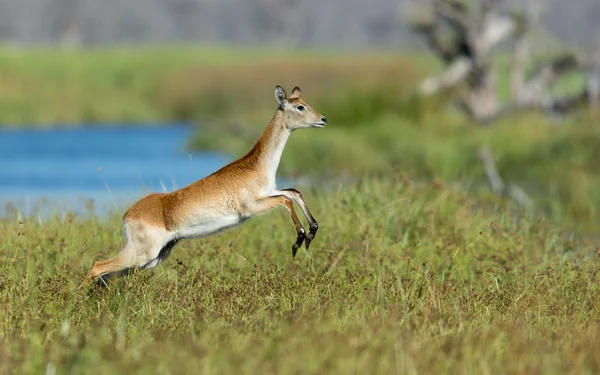 Kobiece czerwone Lechwe Khwai Botswany — Zdjęcie stockowe