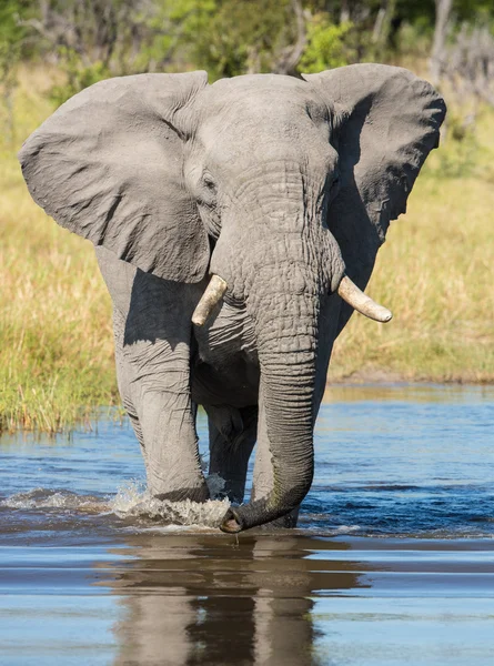 Elefante africano maschio in acqua Khwai Botswana — Foto Stock