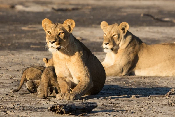 Lvice se mláďata Savuti Botswana — Stock fotografie