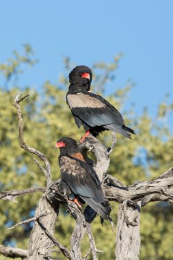 İki Bateleur kartal Khwai Botsvana