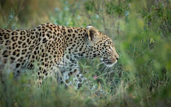 Leopardo Africano fêmea caminhando Khwai Botswana — Fotografia de Stock