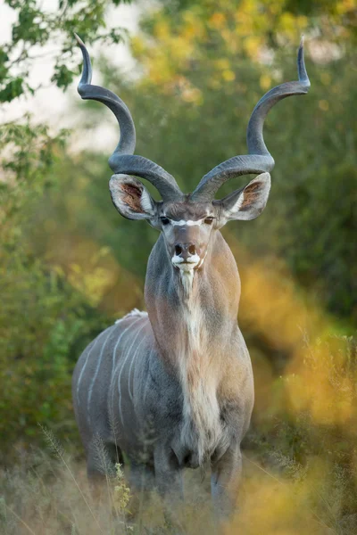 Większe Kudu mężczyzna Khwai Botswany — Zdjęcie stockowe