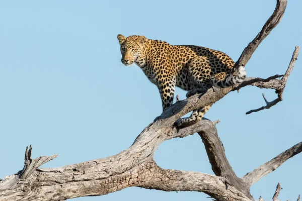 Afrikaanse Luipaard in boom Khwai Botswana — Stockfoto