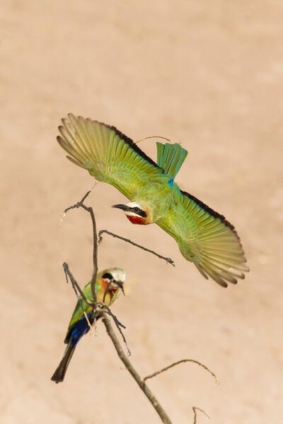 Two white fronted bee eaters Chobe River Botswana
