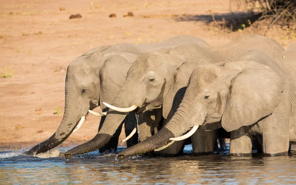 Három afrikai elefánt iszik víz Chobe folyó Botswana — Stock Fotó