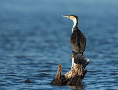 Beyaz Breasted karabatak Chobe Botsvana