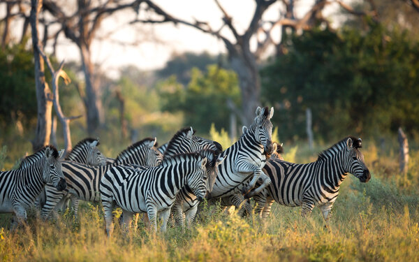 Herd of Zebra in the Savuti Reserve in Botswana