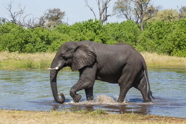 步行穿过水萨武蒂博茨瓦纳大象 — 图库照片