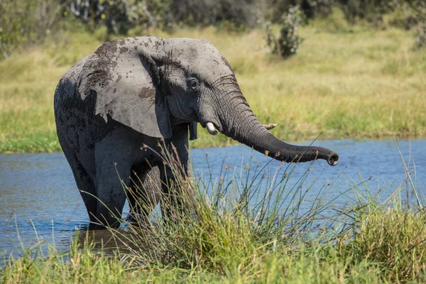 Elefante africano en el agua Savuti Botswana —  Fotos de Stock