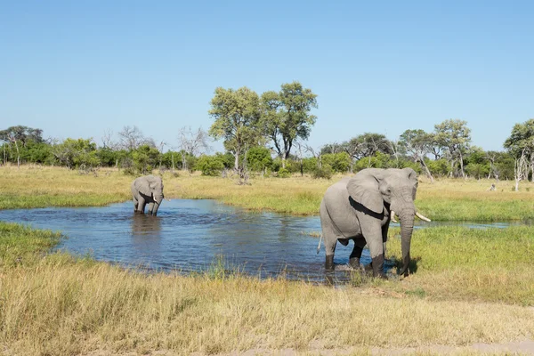 İki Afrika Khwai Botswana'da suda yürürken filler
