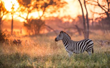 Zebra erken sabah Khwai Botsvana