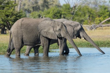 İki genç Afrika filleri Khwai Botswana içme