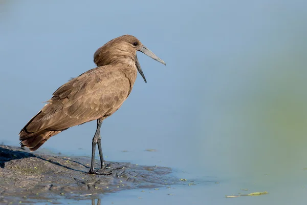 Hammerkop στο νερό του edge του Khwai Μποτσουάνα — Φωτογραφία Αρχείου