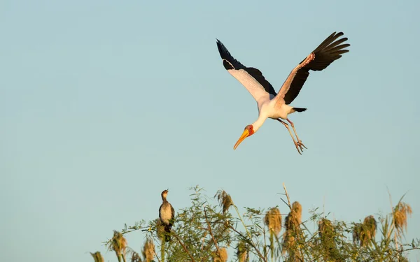 Κίτρινο τιμολογείται ποταμό Chobe πελαργός Μποτσουάνα — Φωτογραφία Αρχείου