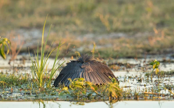 Ερωδιός μαύρο εμφανίσετε ποταμό Chobe Μποτσουάνα — Φωτογραφία Αρχείου