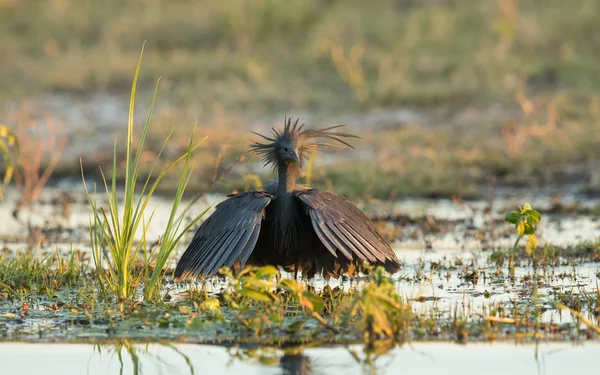 Ερωδιός μαύρο εμφανίσετε ποταμό Chobe Μποτσουάνα — Φωτογραφία Αρχείου