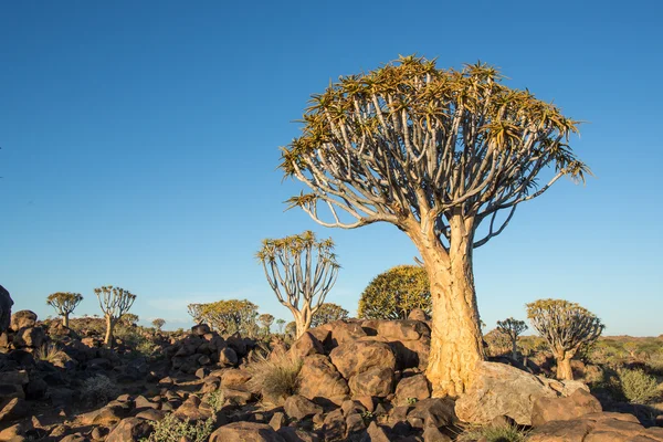 Carquois Namib Rand Reserve Namibie — Photo