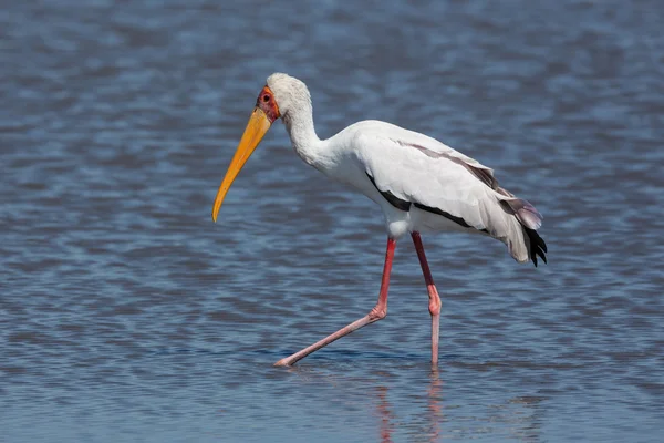 Gele gefactureerde Stork Moremi Botswana — Stockfoto