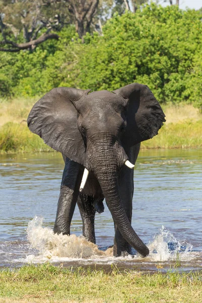 Elefante africano masculino en el agua Khwai Botswana — Foto de Stock