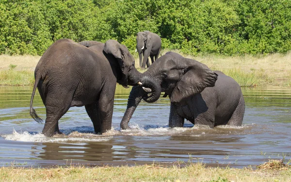 Dos elefantes africanos Khwai Botswana —  Fotos de Stock