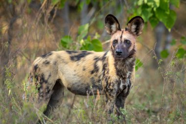 Khwai Nehri 'ndeki vahşi bir köpeğin yatay portresi Okavango Delta Botswana