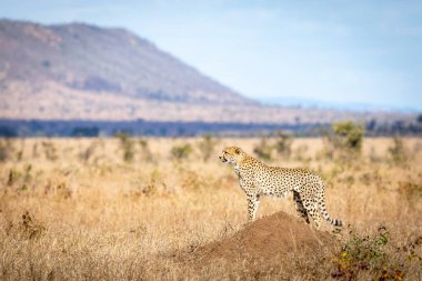 Yetişkin çita, bir termit tepeciğinde dikiliyor. Güney Afrika 'daki Kruger Parkı' nda bir gemi dağı var.