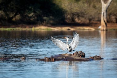Gri balıkçıl, sabah güneşi altında kanatları açık Güney Afrika 'daki Kruger Park' ta su aygırının sırtında oturuyor.