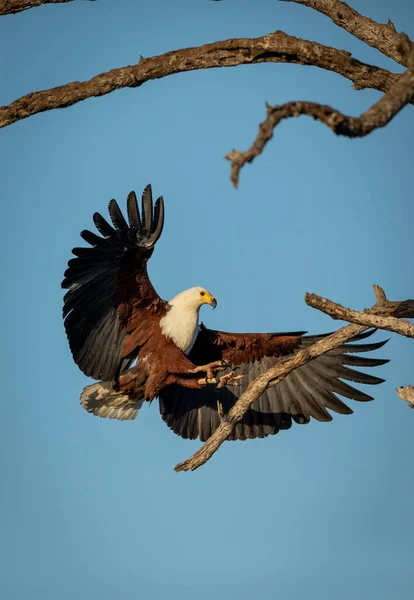 Verticaal Portret Van Een Volwassen Afrikaanse Visarend Landend Een Boom — Stockfoto