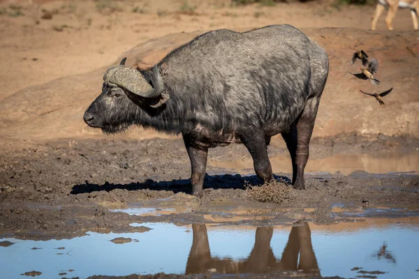 Poziomy Portret Dorosłego Bawoła Stojącego Błocie Porannym Słońcu Kruger Park — Zdjęcie stockowe