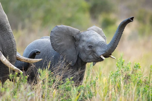 Elefante Bebé Con Tronco Levantado Colmillos Pequeños Pie Hierba Verde — Foto de Stock