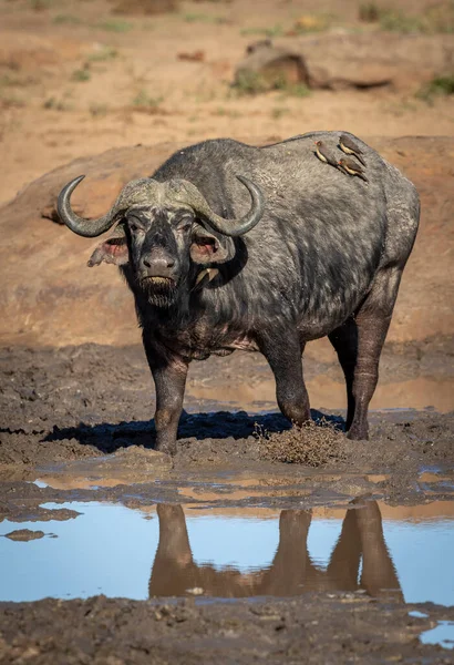 Verticaal Portret Van Een Volwassen Afrikaanse Buffel Met Ossenpikken Zijn — Stockfoto