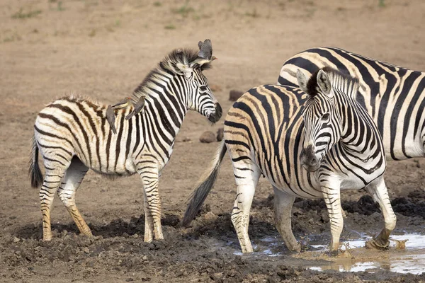 Puszyste Dziecko Zebra Fiutami Wołu Siedzi Plecach Stojąc Błocie Kruger — Zdjęcie stockowe