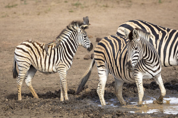 Fluffy baby zebra with ox peckers sitting on its back standing in mud in Kruger Park in South Africa