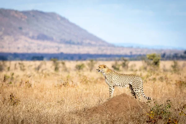 Adult Cheetah Standing Termite Mound Looking Alert Ship Mountain Background — Stock Photo, Image