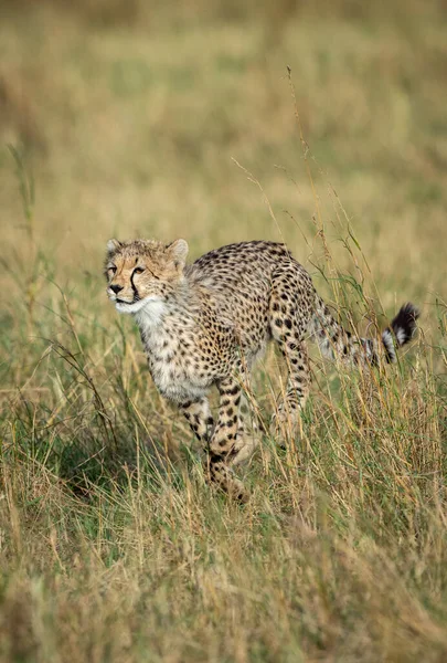 Vertical Portrait Young Cheetah Running Tall Grass Masai Mara Kenya — Stock Photo, Image