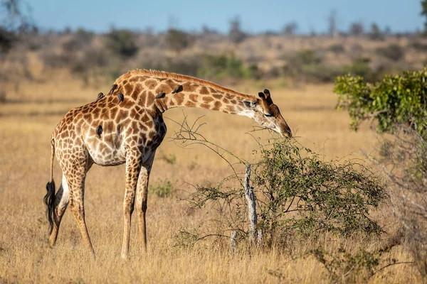 Mulher Adulta Girafa Comendo Arbusto Verde Arbusto Seco Kruger Park — Fotografia de Stock