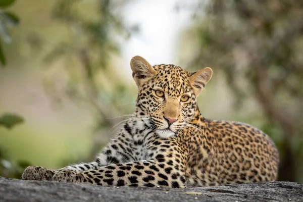 Ritratto Orizzontale Leopardo Con Bellissimi Occhi Adagiato Una Roccia Nel — Foto Stock