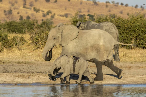 Elefante Hembra Cría Caminando Juntos Orillas Del Río Bajo Sol — Foto de Stock