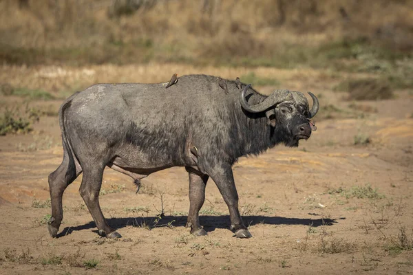 Volwassen Afrikaanse Buffel Wandelen Ochtend Zon Kruger Park Zuid Afrika — Stockfoto