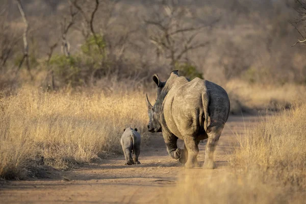 Rinoceronte Branco Feminino Seu Bebê Bonito Andando Estrada Arenosa Arbusto — Fotografia de Stock