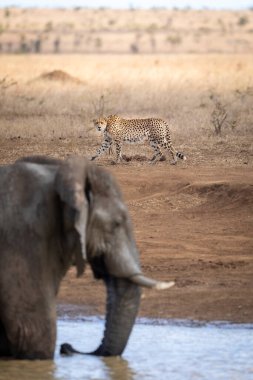 Yetişkin çitalar, Güney Afrika Kruger Parkı 'nda ön planda fille suyun kenarında yürüyorlar.