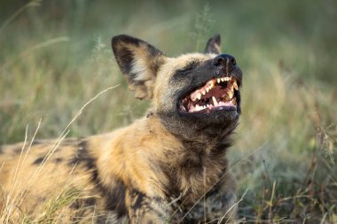 Vahşi köpek ağzı açık halde Botsvana 'da Khwai Okavango Deltası' nda yeşil çimlerde yatan dişlerini gösteriyor.