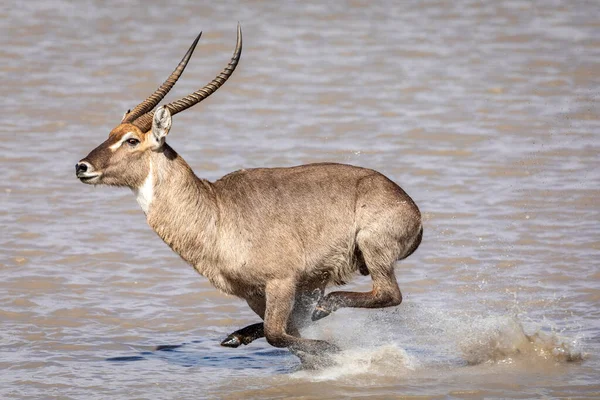 Mężczyzna Dorosły Woda Buck Galopuje Przez Rzekę Rozpryskując Wody Kruger — Zdjęcie stockowe