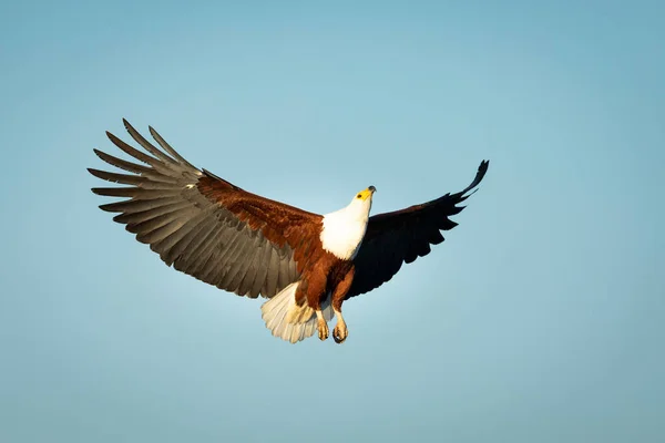 Vis Adelaar Vlucht Met Vleugels Wijd Open Kruger Park Zuid — Stockfoto