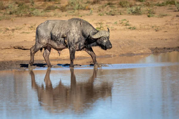 Bildtext Buffalo Tjur Reflektion Vatten Kruger Park Sydafrika — Stockfoto